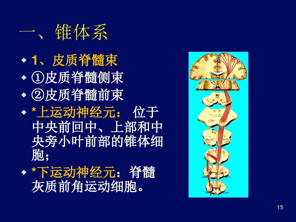 一、锥体系 1、皮质脊髓束 ①皮质脊髓侧束 ②皮质脊髓前束 *上运动神经元： 位于中央前回中、上部和中央旁小叶前部的锥体细胞；
