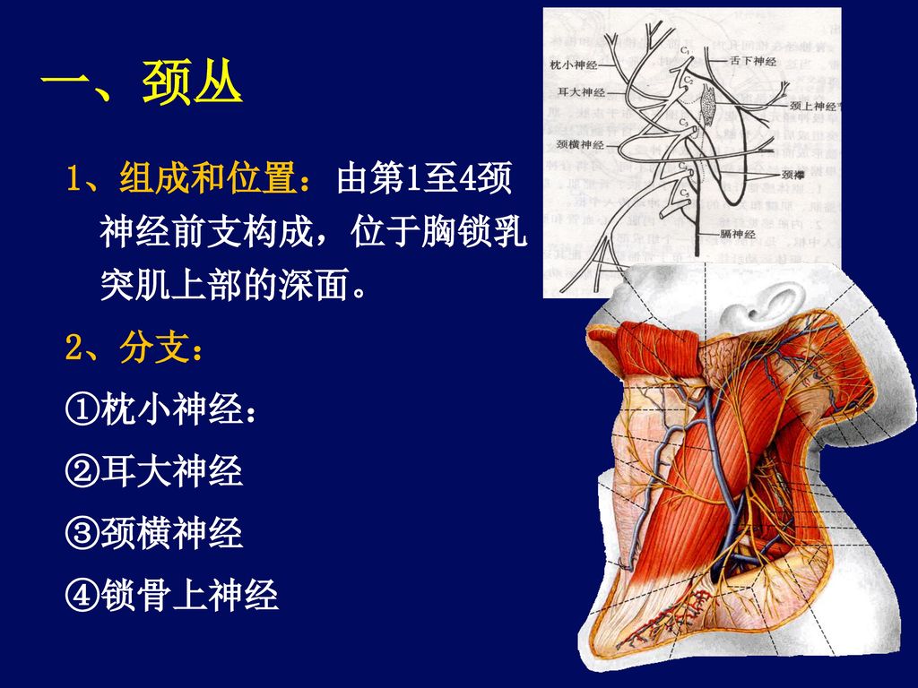 一、颈丛 1、组成和位置：由第1至4颈神经前支构成，位于胸锁乳突肌上部的深面。 2、分支： ①枕小神经： ②耳大神经 ③颈横神经