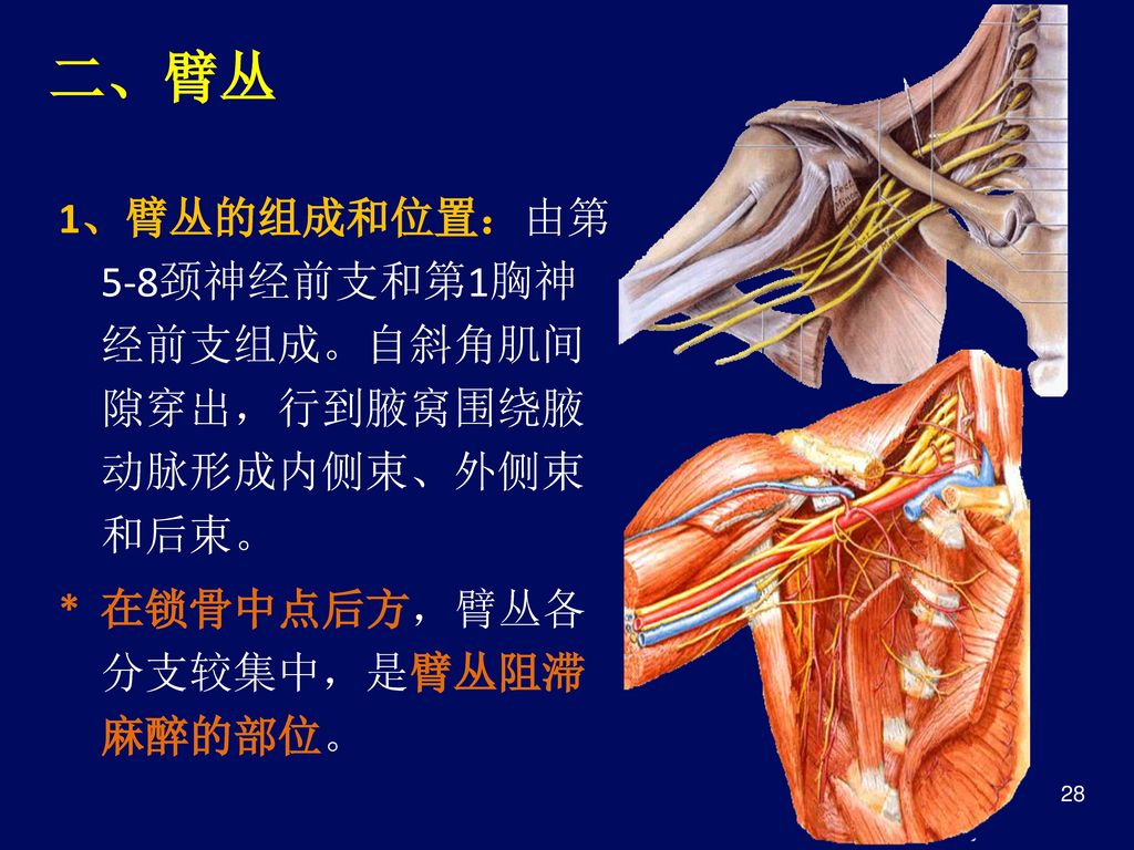 二、臂丛 1、臂丛的组成和位置：由第5-8颈神经前支和第1胸神经前支组成。自斜角肌间隙穿出，行到腋窝围绕腋动脉形成内侧束、外侧束和后束。