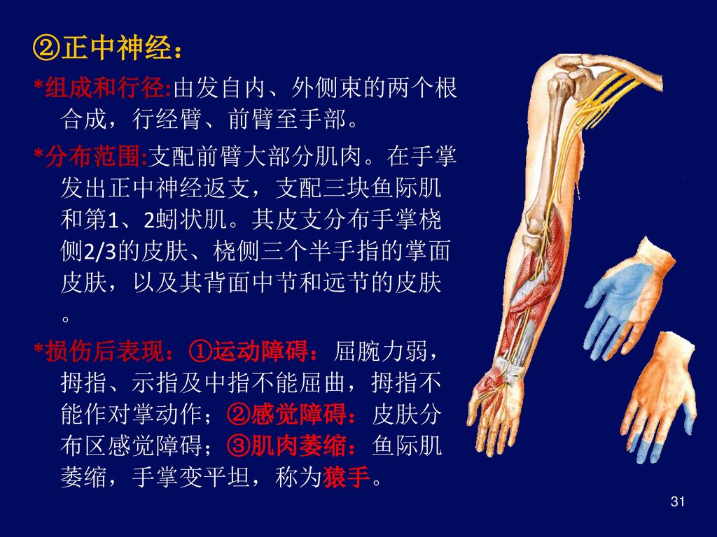 ②正中神经： *组成和行径:由发自内、外侧束的两个根合成，行经臂、前臂至手部。