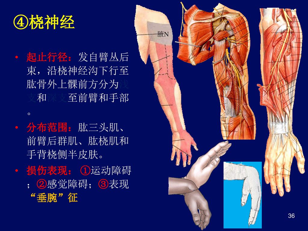 ④桡神经 起止行径：发自臂丛后束，沿桡神经沟下行至肱骨外上髁前方分为浅支和深支至前臂和手部。