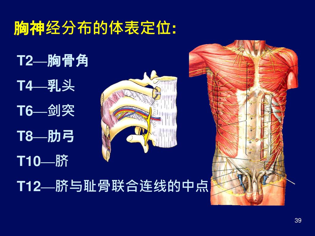 胸神经分布的体表定位: T2—胸骨角 T4—乳头 T6—剑突 T8—肋弓 T10—脐 T12—脐与耻骨联合连线的中点