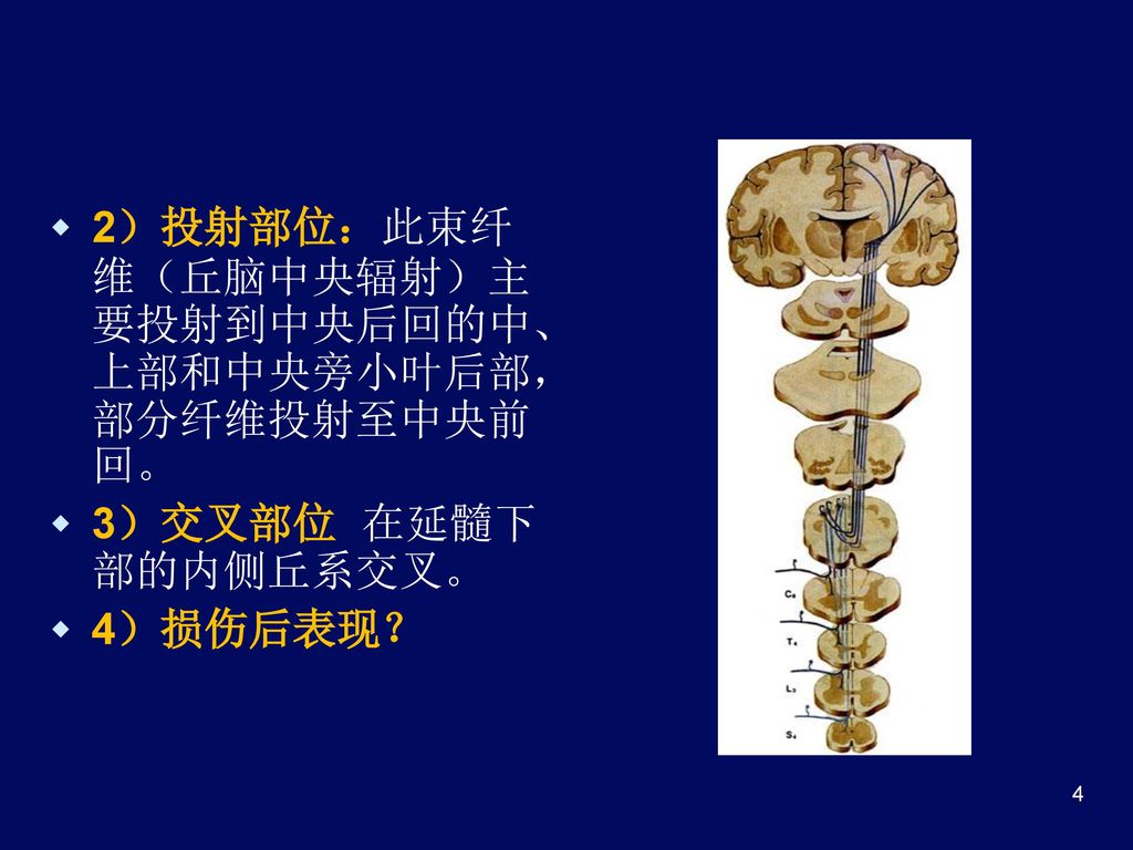 2）投射部位：此束纤维（丘脑中央辐射）主要投射到中央后回的中、上部和中央旁小叶后部，部分纤维投射至中央前回。