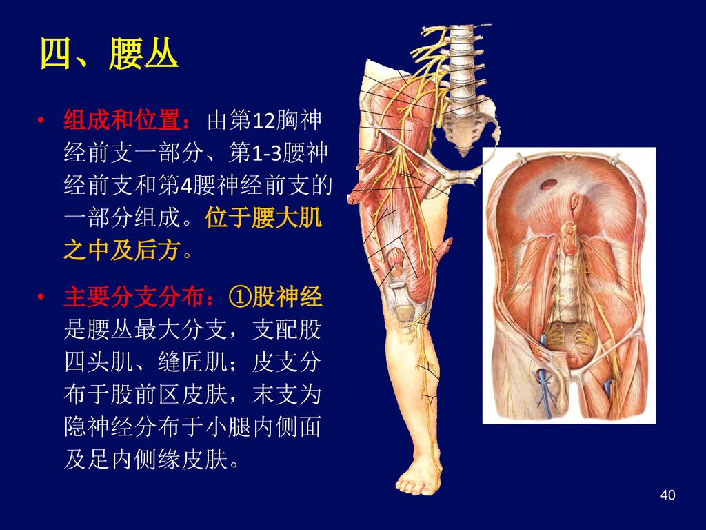 四、腰丛 组成和位置：由第12胸神经前支一部分、第1-3腰神经前支和第4腰神经前支的一部分组成。位于腰大肌之中及后方。