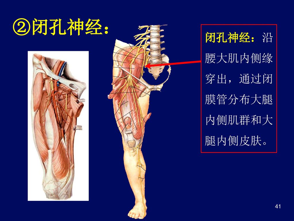 闭孔神经：沿腰大肌内侧缘穿出，通过闭膜管分布大腿内侧肌群和大腿内侧皮肤。