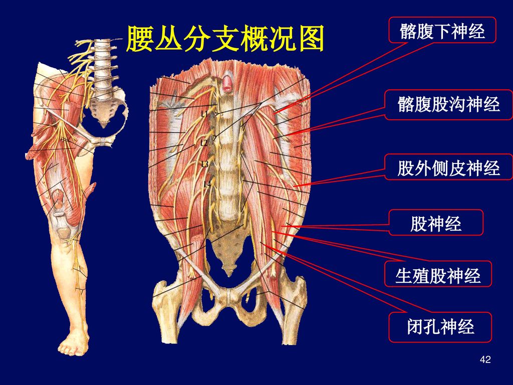 腰丛分支概况图 髂腹下神经 髂腹股沟神经 股外侧皮神经 股神经 生殖股神经 闭孔神经