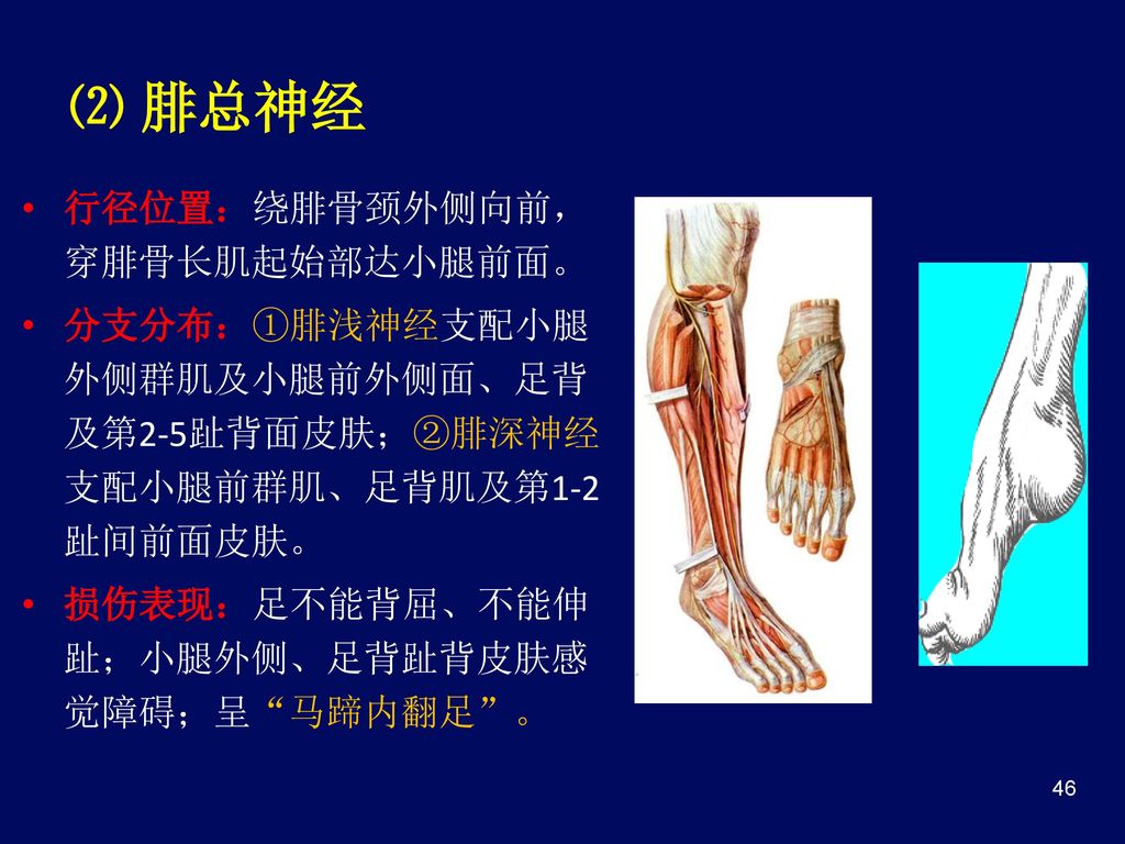 ⑵ 腓总神经 行径位置：绕腓骨颈外侧向前，穿腓骨长肌起始部达小腿前面。