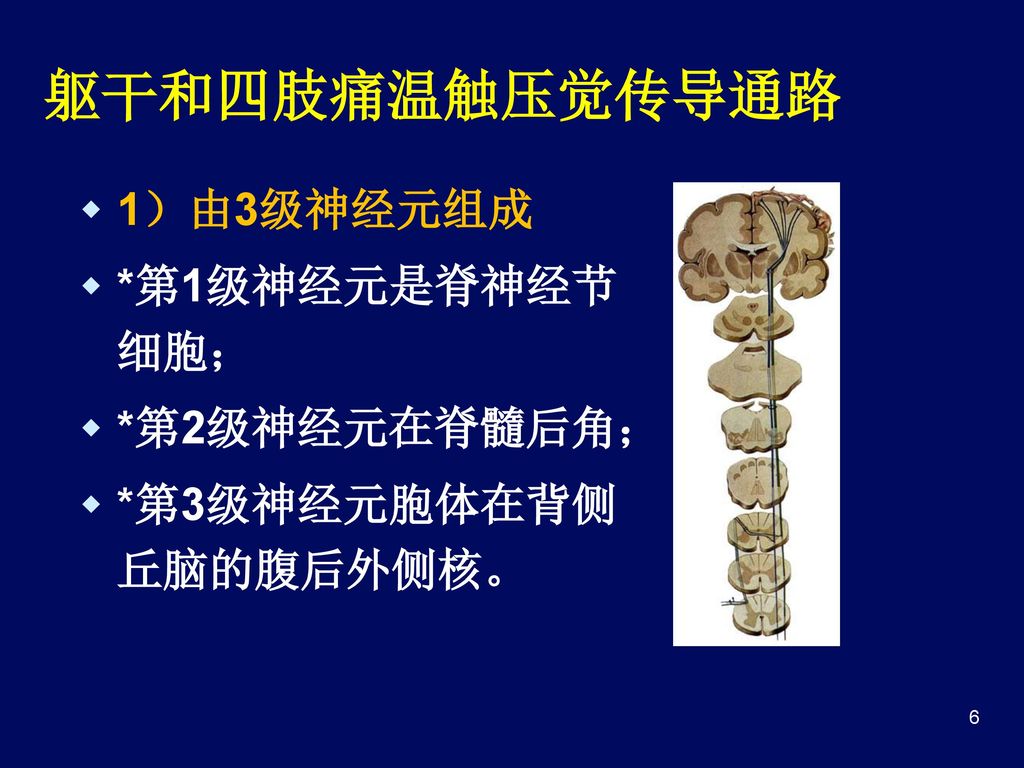躯干和四肢痛温触压觉传导通路 1）由3级神经元组成 *第1级神经元是脊神经节细胞； *第2级神经元在脊髓后角；