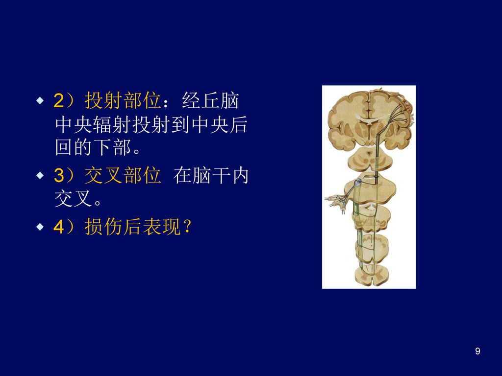 2）投射部位：经丘脑中央辐射投射到中央后回的下部。