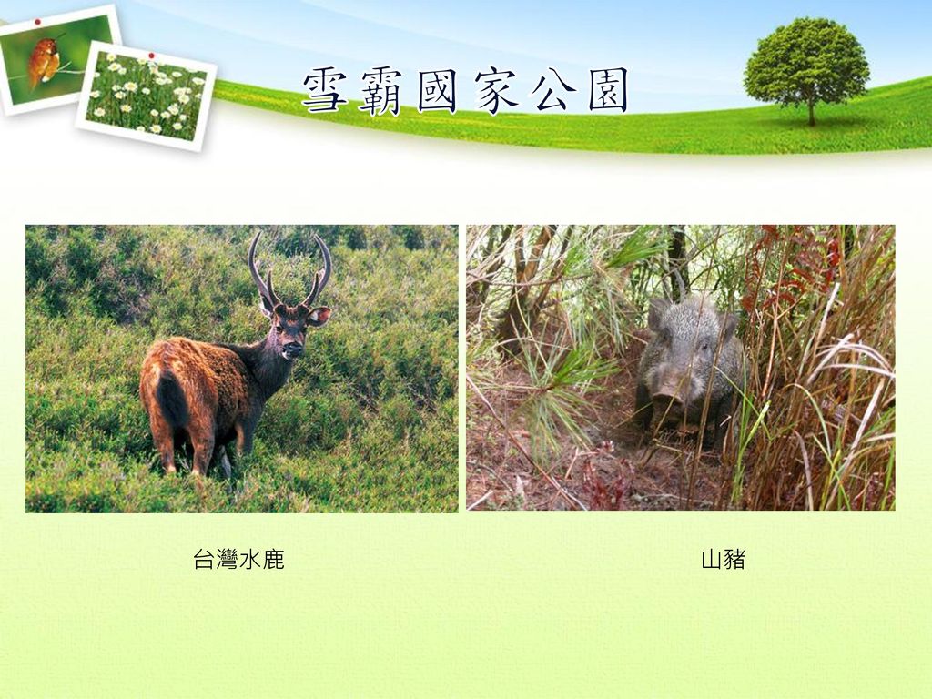 雪霸國家公園 台灣水鹿 山豬