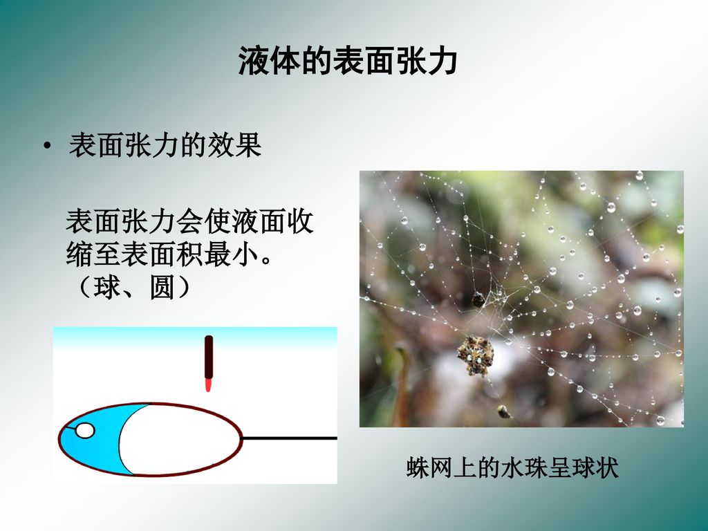 液体的表面张力 表面张力的效果 表面张力会使液面收缩至表面积最小。（球、圆） 蛛网上的水珠呈球状