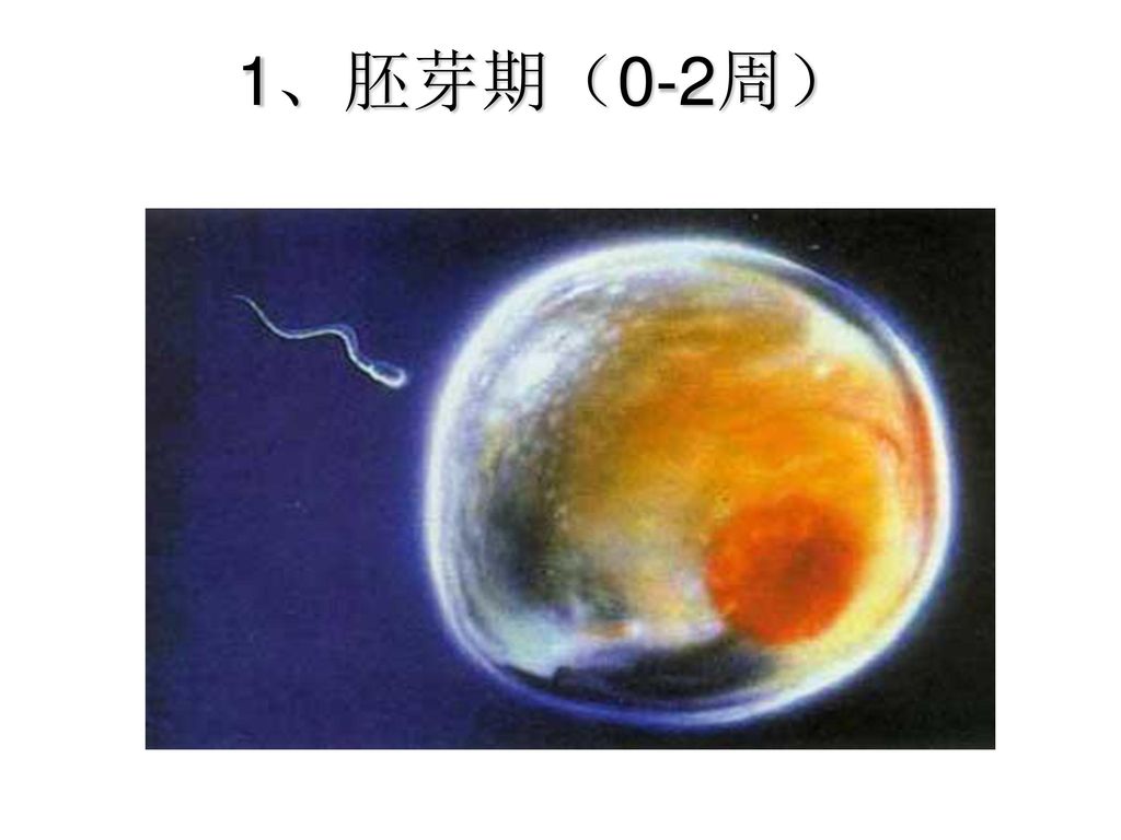 1、胚芽期（0-2周）