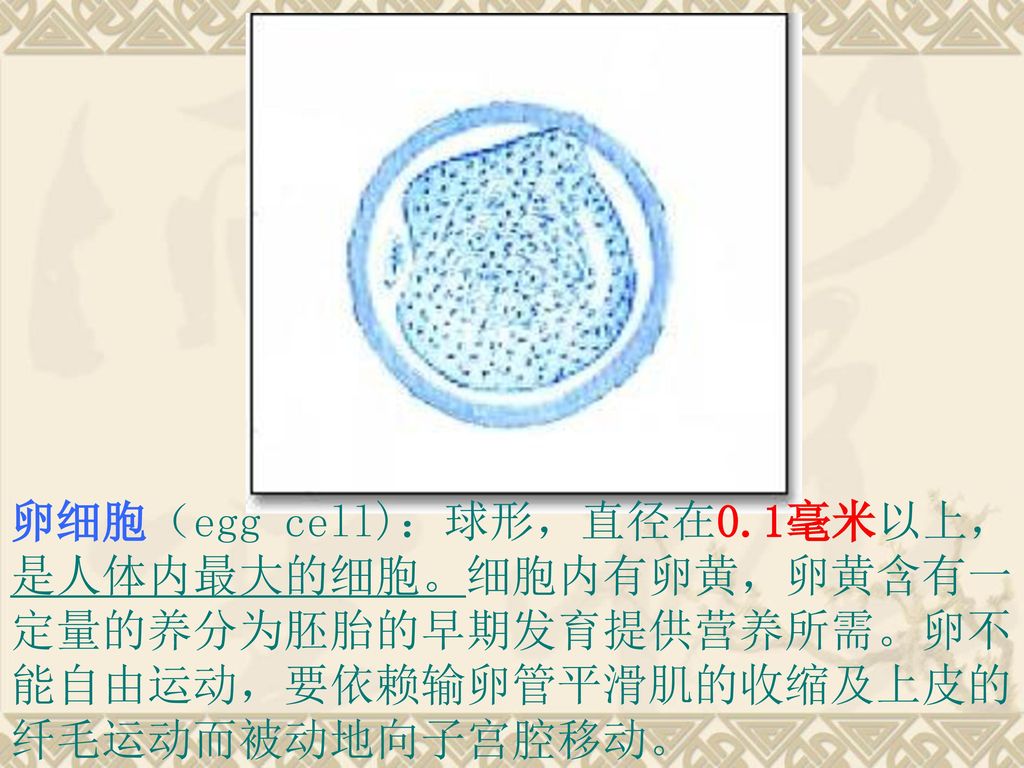 卵细胞（egg cell)：球形，直径在0.1毫米以上，是人体内最大的细胞。细胞内有卵黄，卵黄含有一定量的养分为胚胎的早期发育提供营养所需。卵不能自由运动，要依赖输卵管平滑肌的收缩及上皮的纤毛运动而被动地向子宫腔移动。