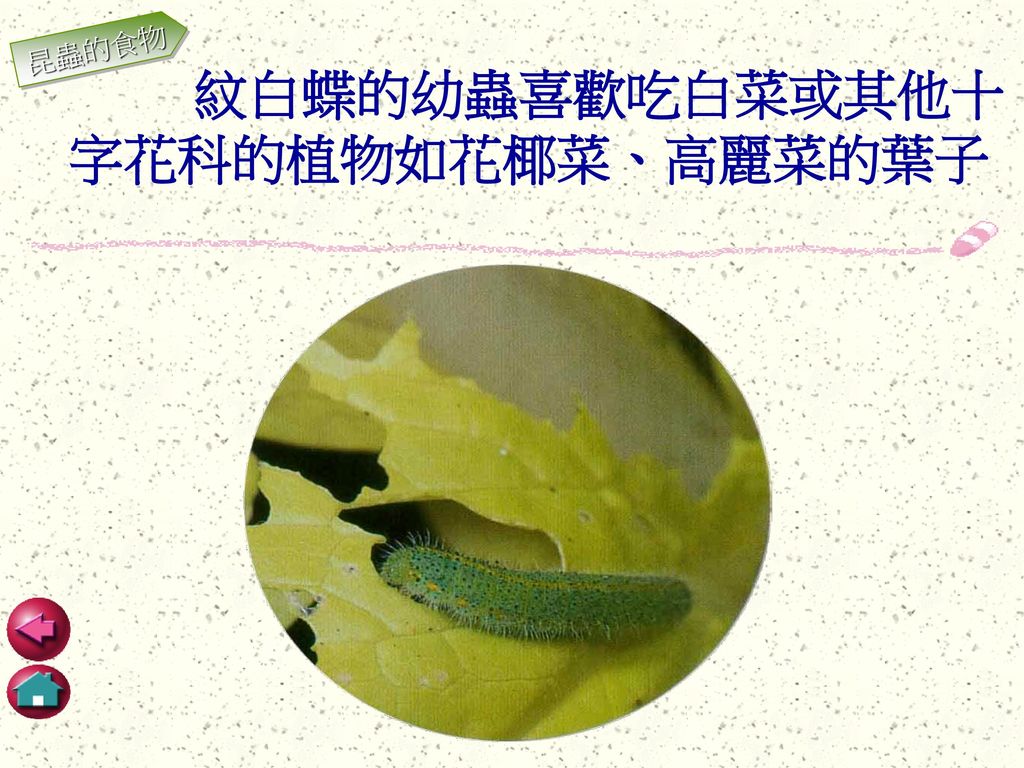 紋白蝶的幼蟲喜歡吃白菜或其他十字花科的植物如花椰菜、高麗菜的葉子