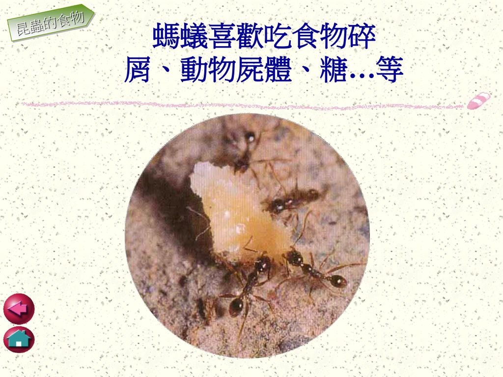 昆蟲的食物 螞蟻喜歡吃食物碎 屑、動物屍體、糖…等