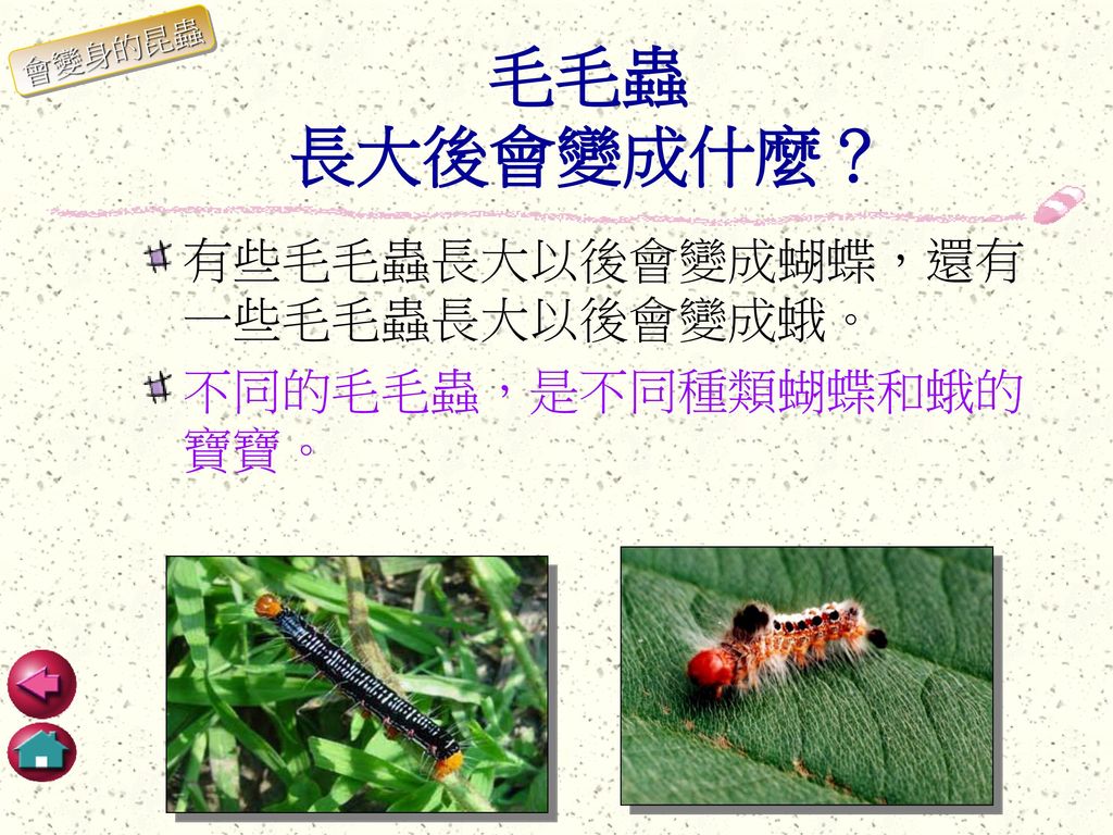 毛毛蟲 長大後會變成什麼？ 有些毛毛蟲長大以後會變成蝴蝶，還有一些毛毛蟲長大以後會變成蛾。 不同的毛毛蟲，是不同種類蝴蝶和蛾的寶寶。