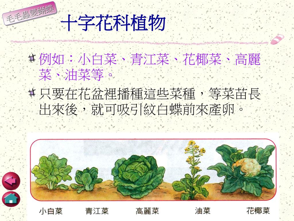 十字花科植物 例如：小白菜、青江菜、花椰菜、高麗菜、油菜等。 只要在花盆裡播種這些菜種，等菜苗長出來後，就可吸引紋白蝶前來產卵。