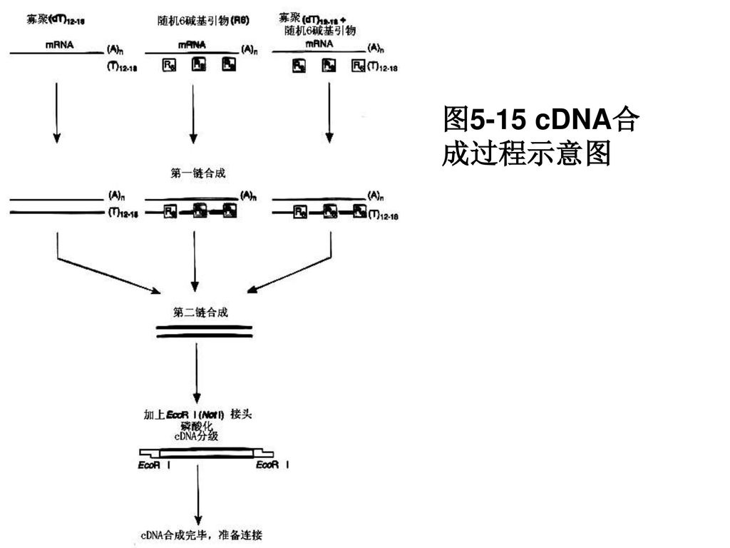 第五章 分子生物学研究法 (上)dna,rna及蛋白质操作技术.