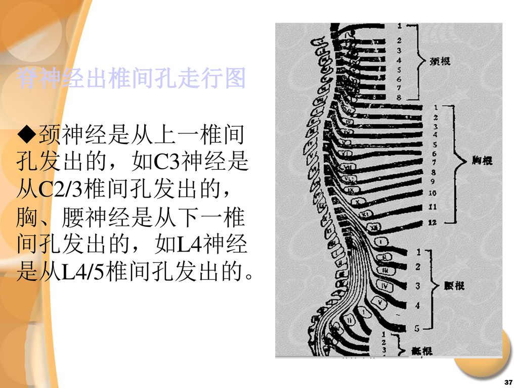 脊神经出椎间孔走行图 颈神经是从上一椎间孔发出的，如C3神经是从C2/3椎间孔发出的，胸、腰神经是从下一椎间孔发出的，如L4神经是从L4/5椎间孔发出的。