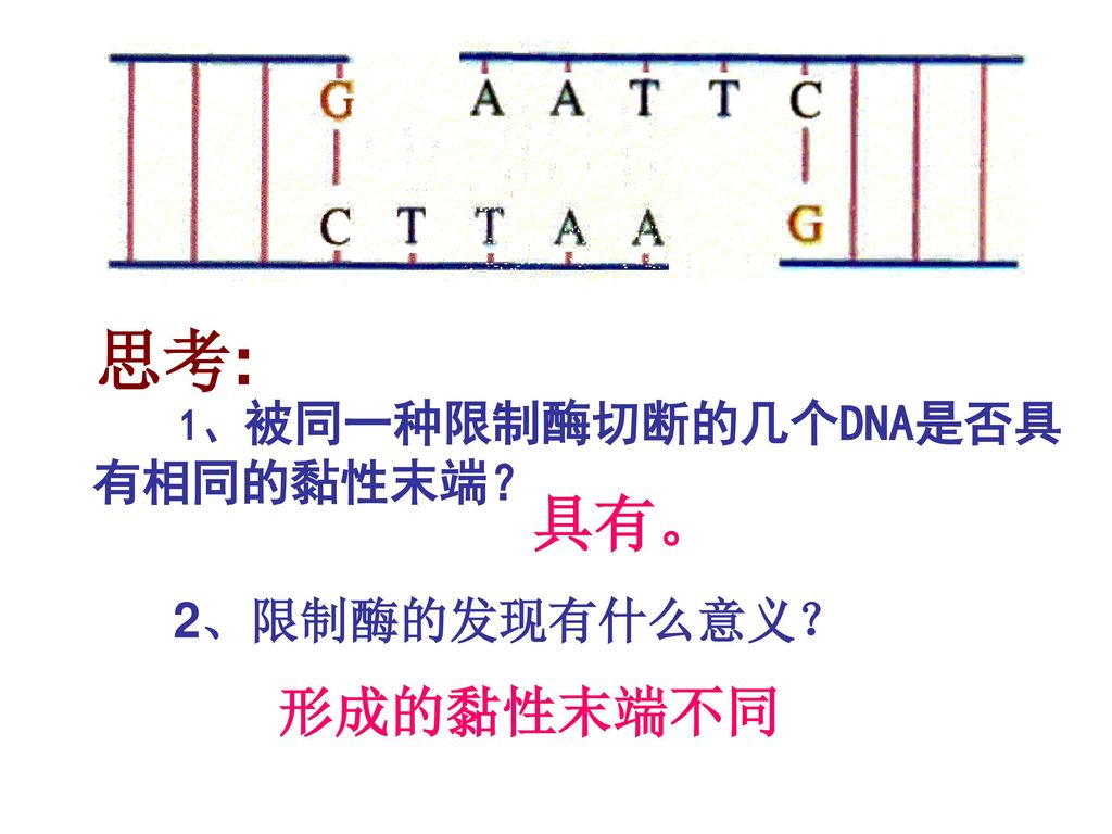 思考: 1、被同一种限制酶切断的几个DNA是否具有相同的黏性末端？ 具有。 2、限制酶的发现有什么意义？ 形成的黏性末端不同