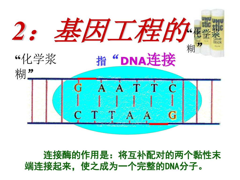 2：基因工程的 化学浆糊 化学浆糊 指 DNA连接酶
