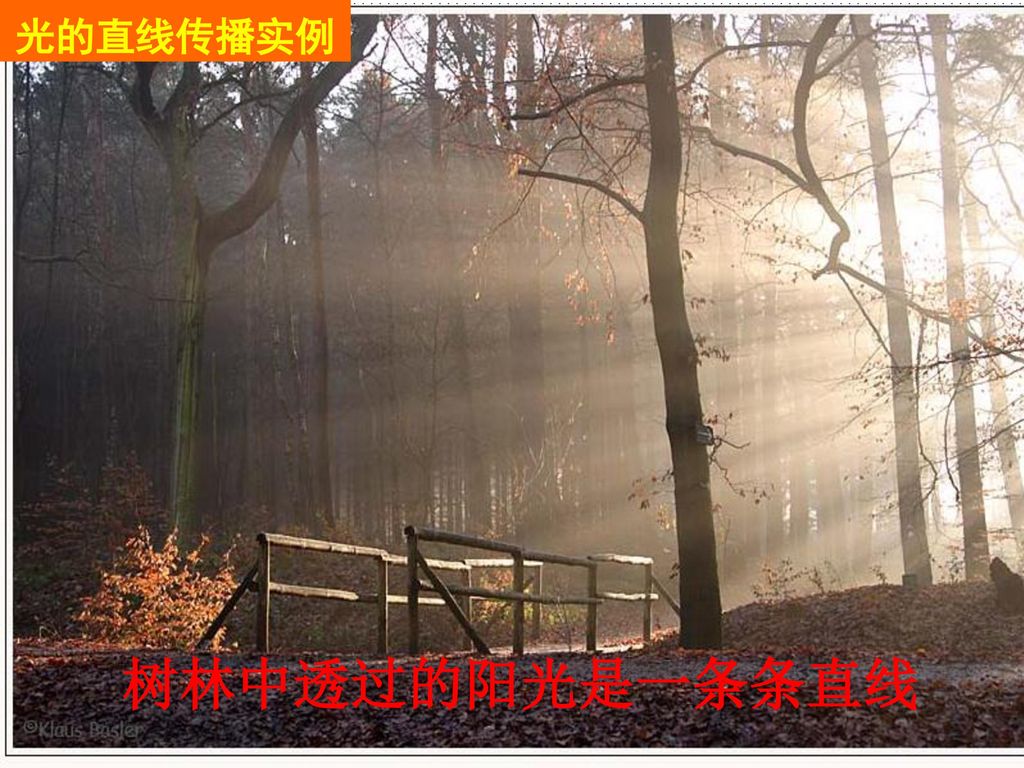 光的直线传播实例 树林中透过的阳光是一条条直线