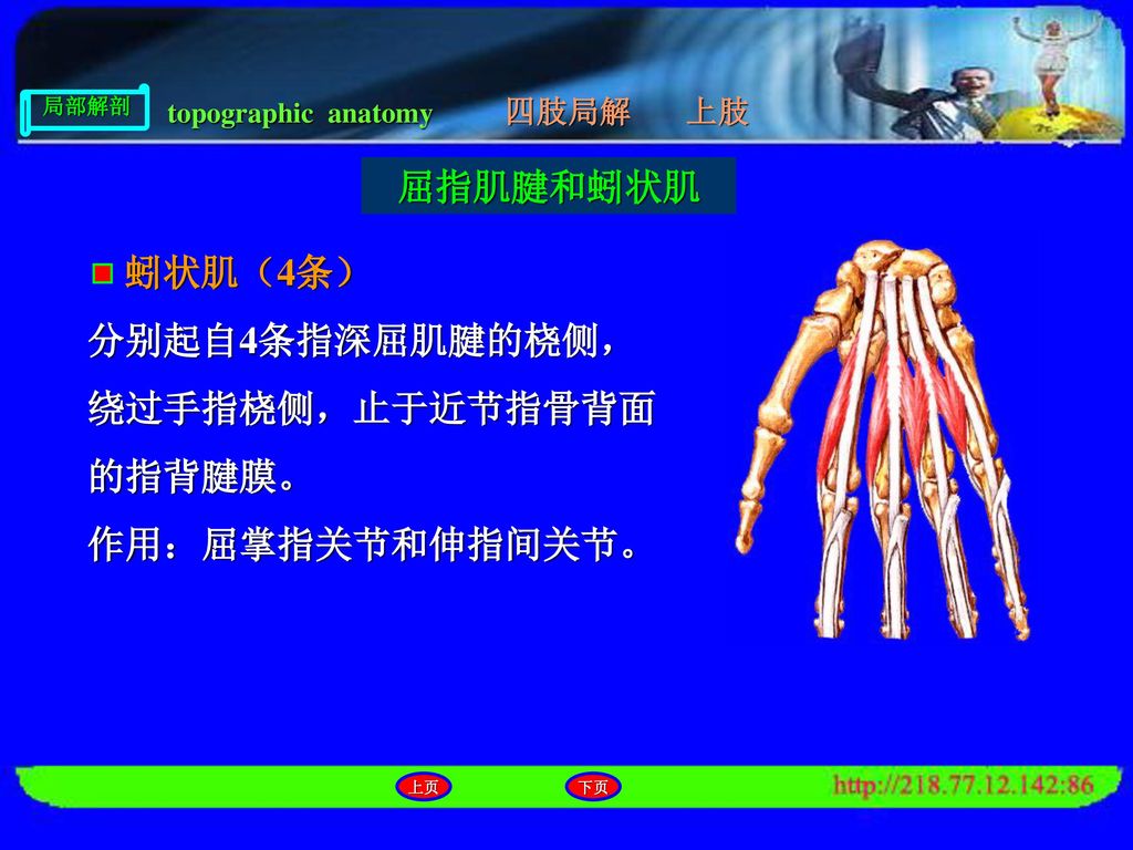 分别起自4条指深屈肌腱的桡侧，绕过手指桡侧，止于近节指骨背面的指背腱膜。