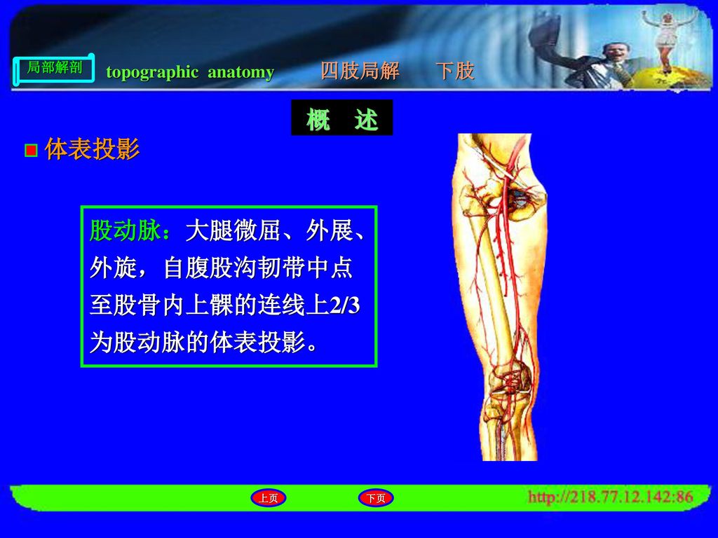 股动脉：大腿微屈、外展、外旋，自腹股沟韧带中点至股骨内上髁的连线上2/3为股动脉的体表投影。