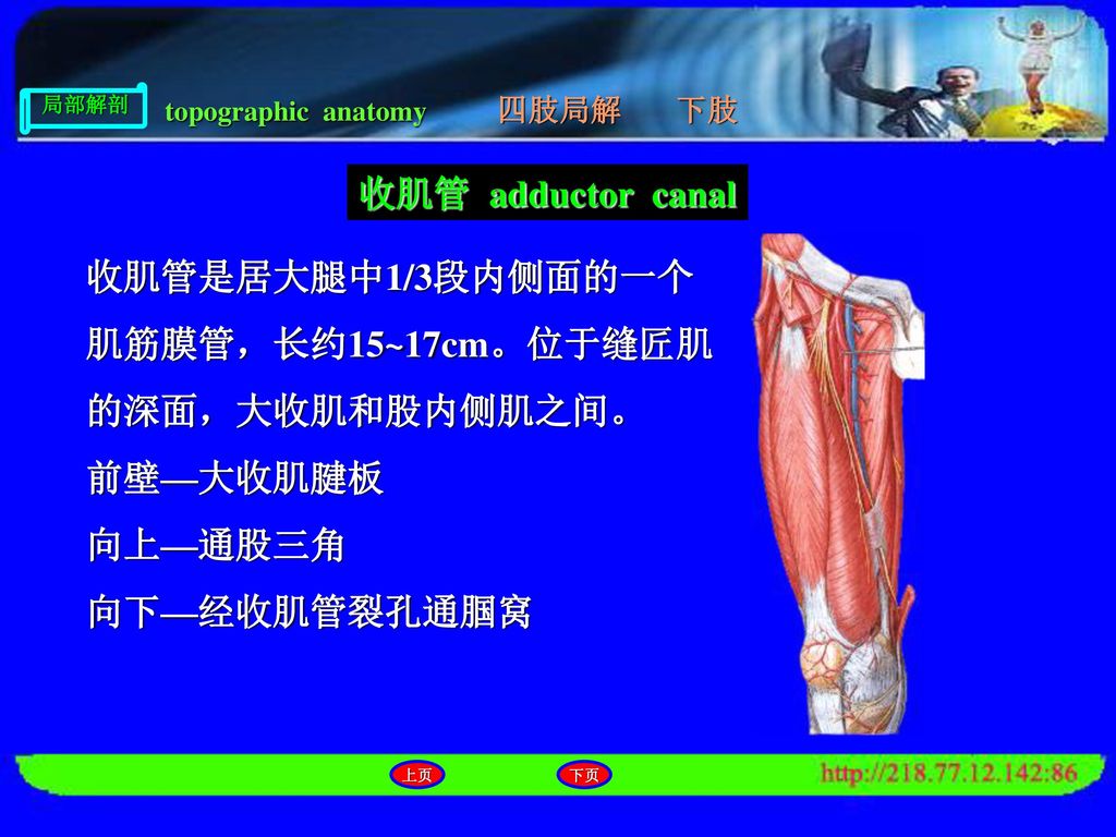 收肌管是居大腿中1/3段内侧面的一个肌筋膜管，长约15~17cm。位于缝匠肌的深面，大收肌和股内侧肌之间。
