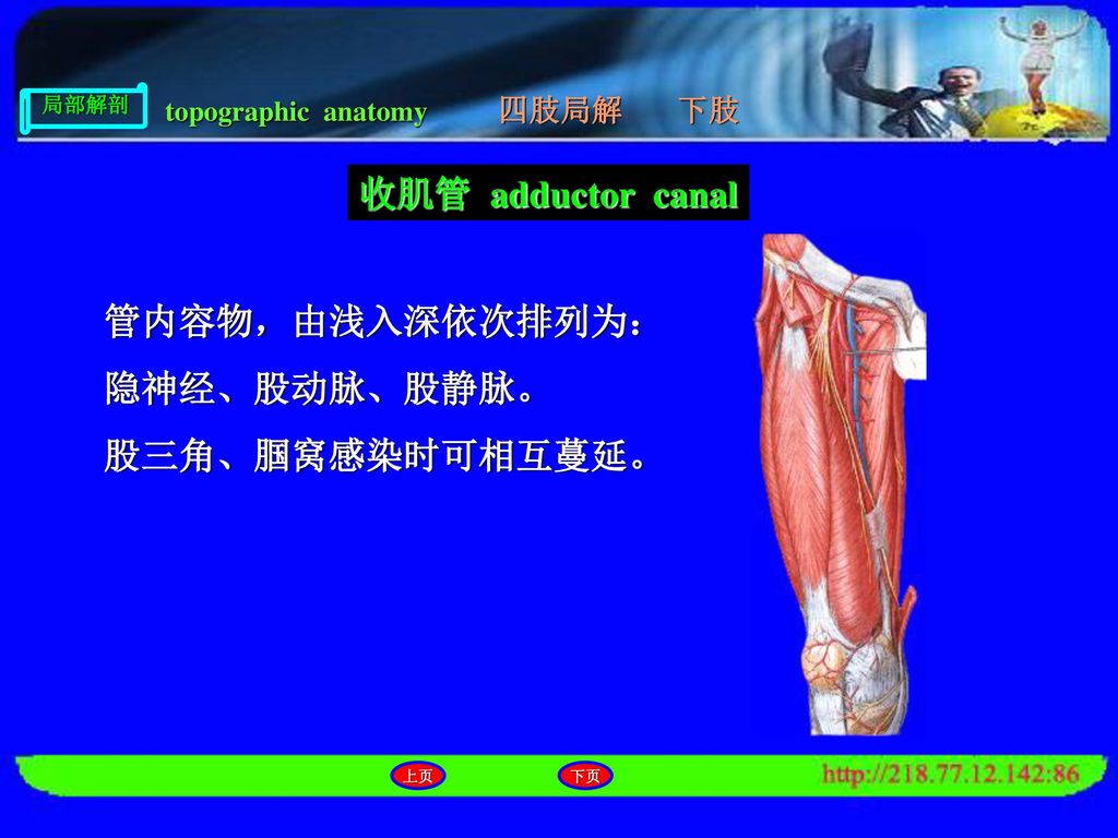 收肌管 adductor canal 管内容物，由浅入深依次排列为： 隐神经、股动脉、股静脉。 股三角、腘窝感染时可相互蔓延。