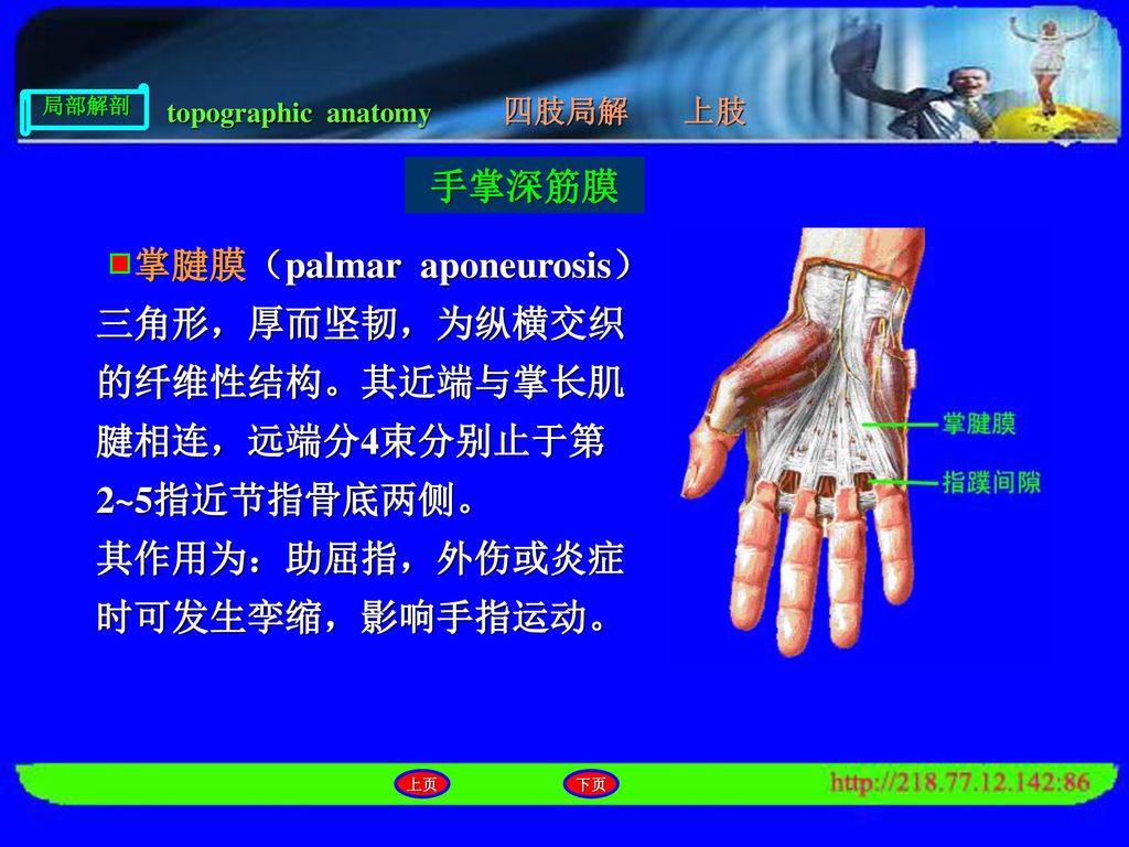 掌腱膜（palmar aponeurosis）