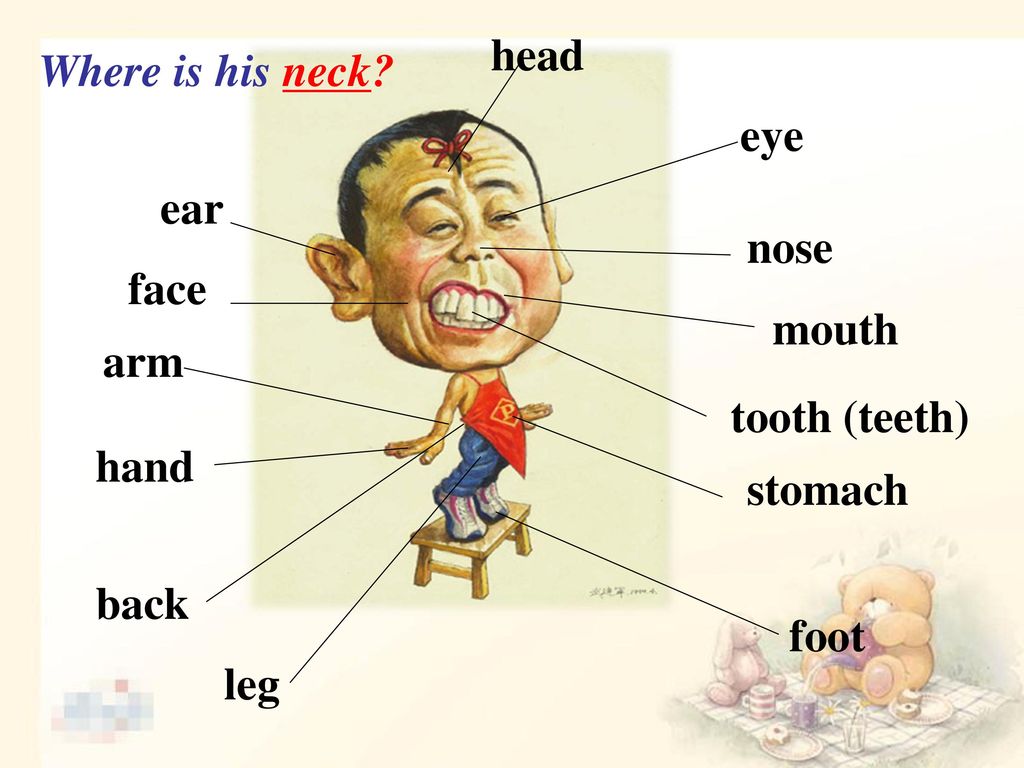 head Where is his neck eye ear nose face mouth arm tooth (teeth) hand stomach back foot leg