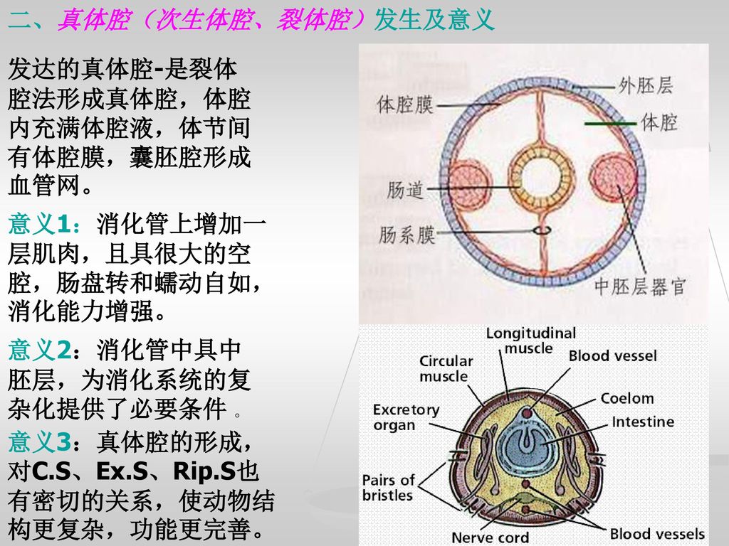 二,真体腔(次生体腔,裂体腔)发生及意义 发达的真体腔-是裂体腔法形成