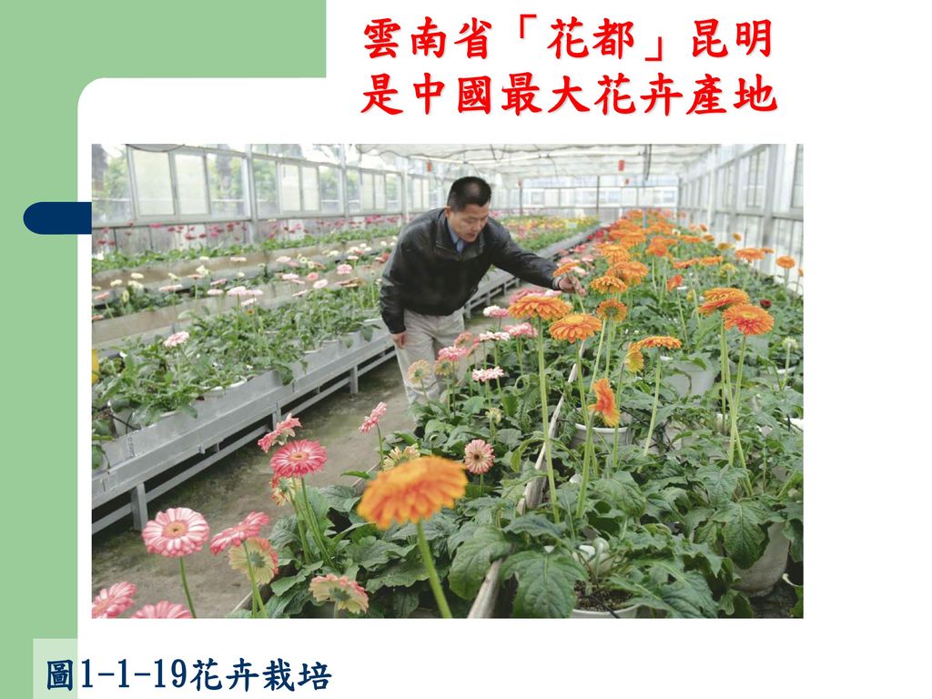 雲南省「花都」昆明是中國最大花卉產地 圖1-1-19花卉栽培