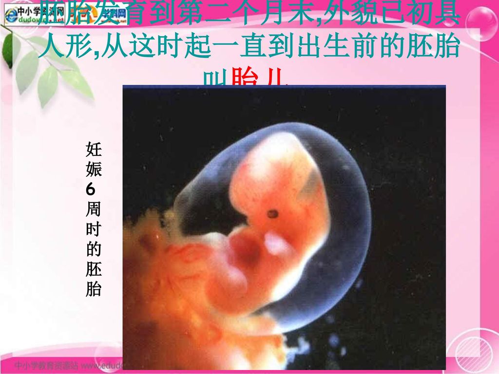 胚胎发育到第二个月末,外貌已初具人形,从这时起一直到出生前的胚胎叫胎儿.