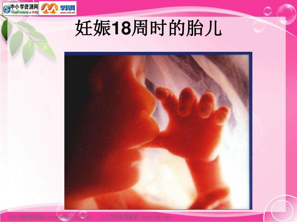 妊娠18周时的胎儿