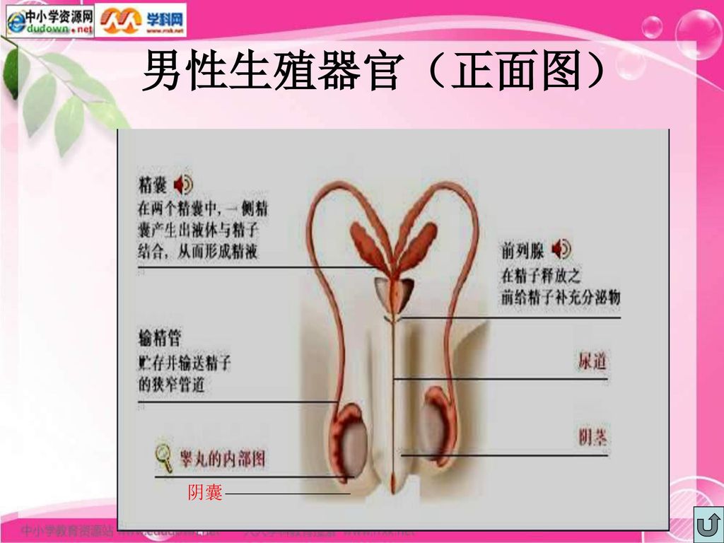 男性生殖器官（正面图） 阴囊