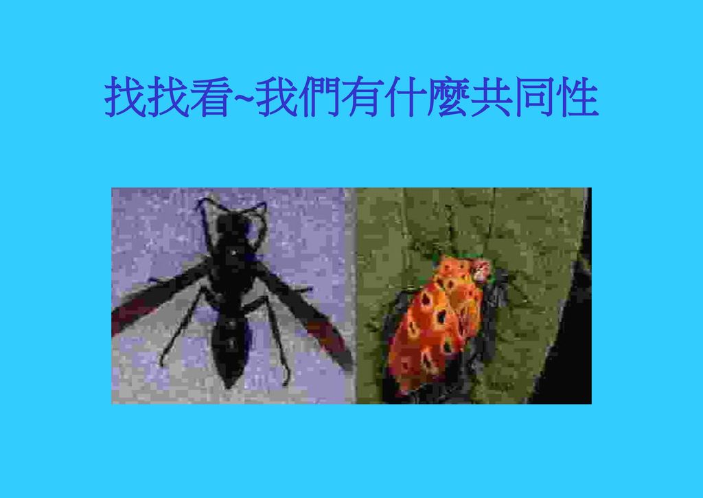 找找看~我們有什麼共同性 1.請同學找出昆蟲的共同性 2.棕長腳蜂 和 台灣大椿象