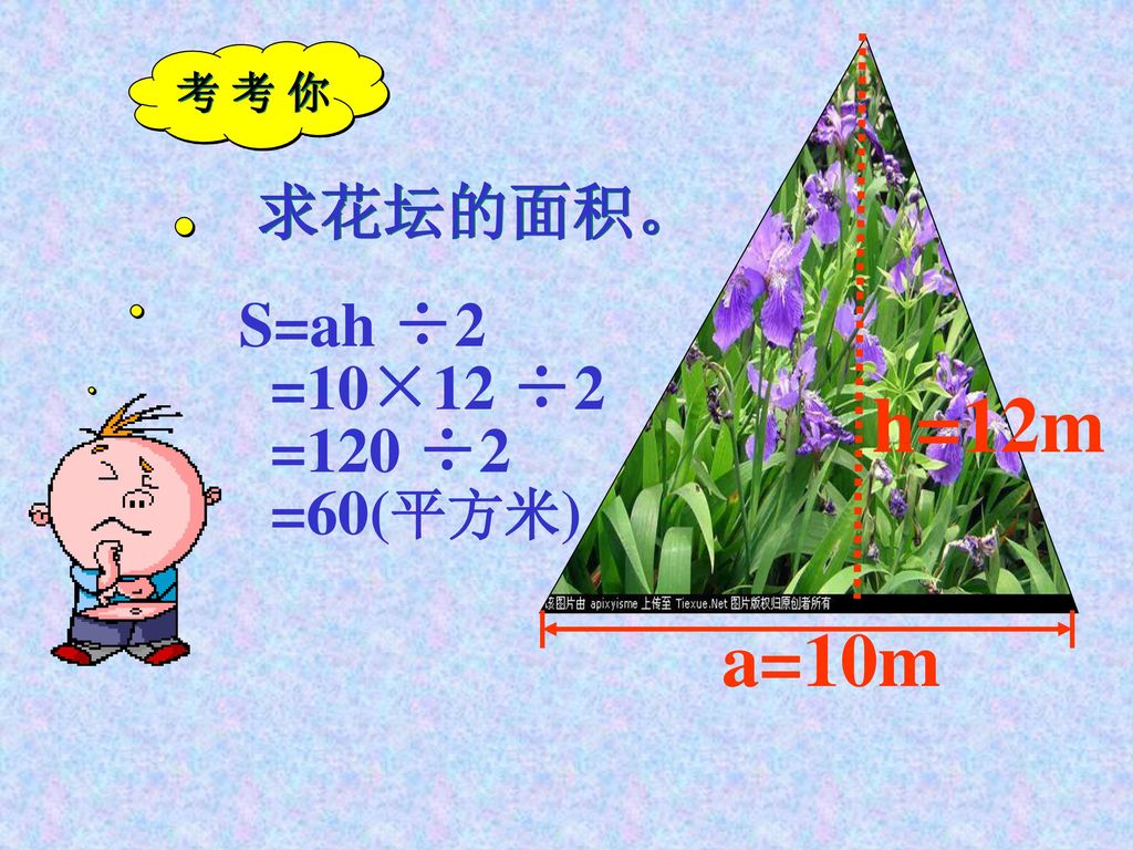 h=12m 考 考 你 求花坛的面积。 S=ah ÷2 =10×12 ÷2 =120 ÷2 =60(平方米) a=10m