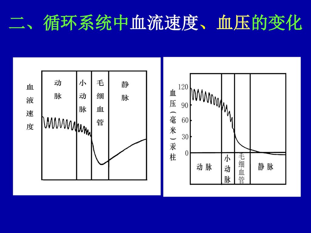 二、循环系统中血流速度、血压的变化