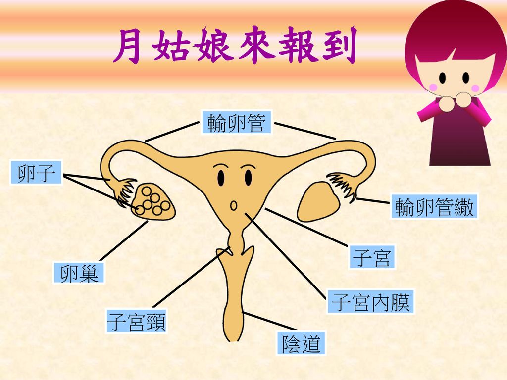 月姑娘來報到 輸卵管 子宮內膜 卵子 卵巢 子宮頸 輸卵管繖 子宮 陰道