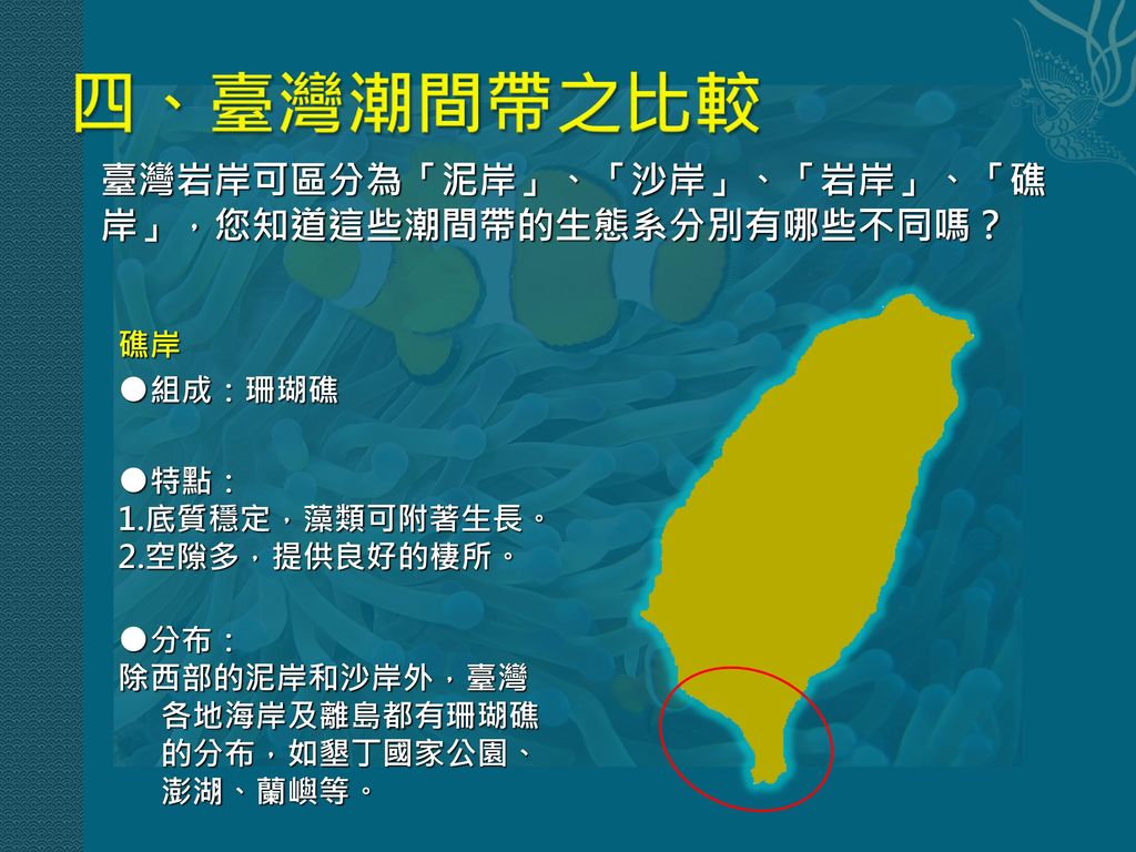 四、臺灣潮間帶之比較 臺灣岩岸可區分為「泥岸」、「沙岸」、「岩岸」、「礁岸」，您知道這些潮間帶的生態系分別有哪些不同嗎？ 礁岸