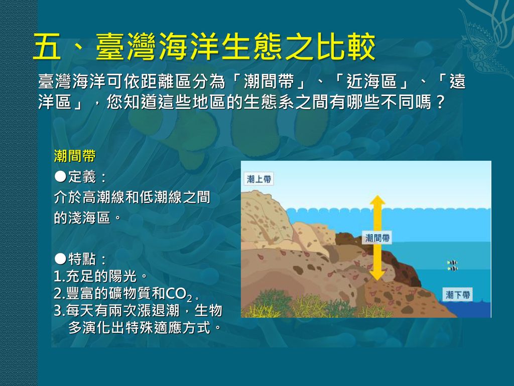 五、臺灣海洋生態之比較 臺灣海洋可依距離區分為「潮間帶」、「近海區」、「遠洋區」，您知道這些地區的生態系之間有哪些不同嗎？ 潮間帶 ●定義：