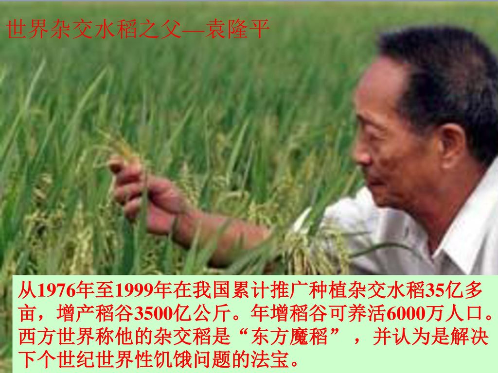 世界杂交水稻之父—袁隆平 从1976年至1999年在我国累计推广种植杂交水稻35亿多亩，增产稻谷3500亿公斤。年增稻谷可养活6000万人口。 西方世界称他的杂交稻是 东方魔稻 ，并认为是解决下个世纪世界性饥饿问题的法宝。