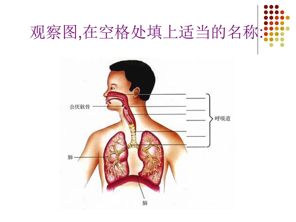 第三章 人体的呼吸 第一节 呼吸道对空气的处理.