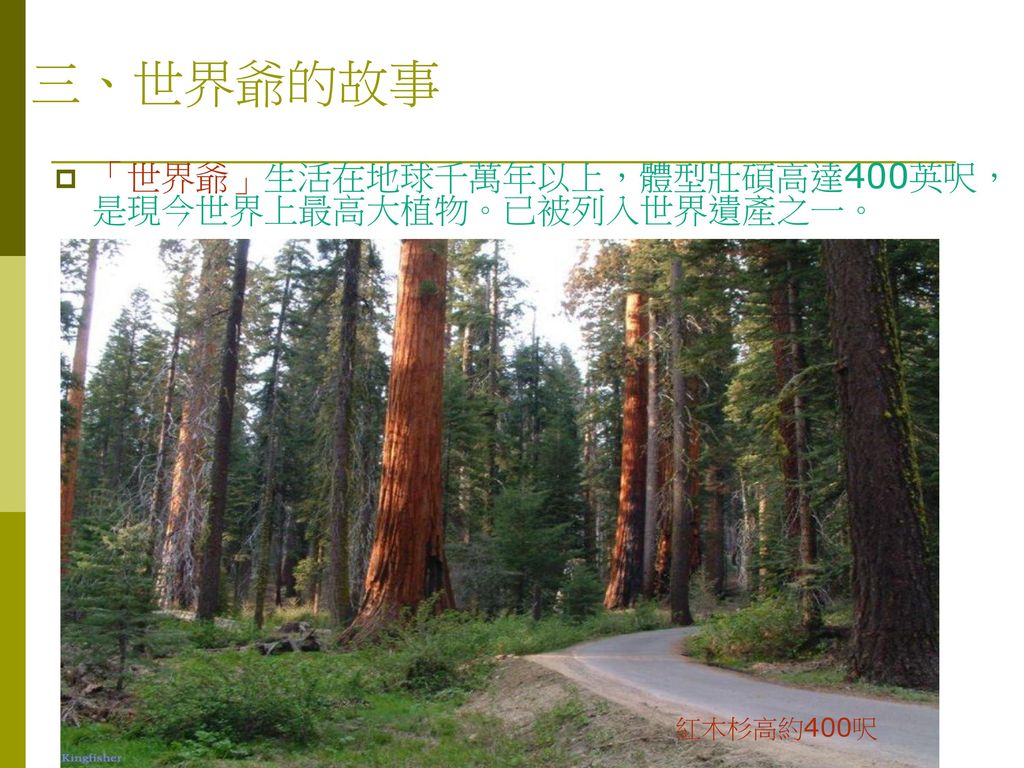 三、世界爺的故事 「世界爺」生活在地球千萬年以上，體型壯碩高達400英呎，是現今世界上最高大植物。已被列入世界遺產之一。 紅木杉高約400呎