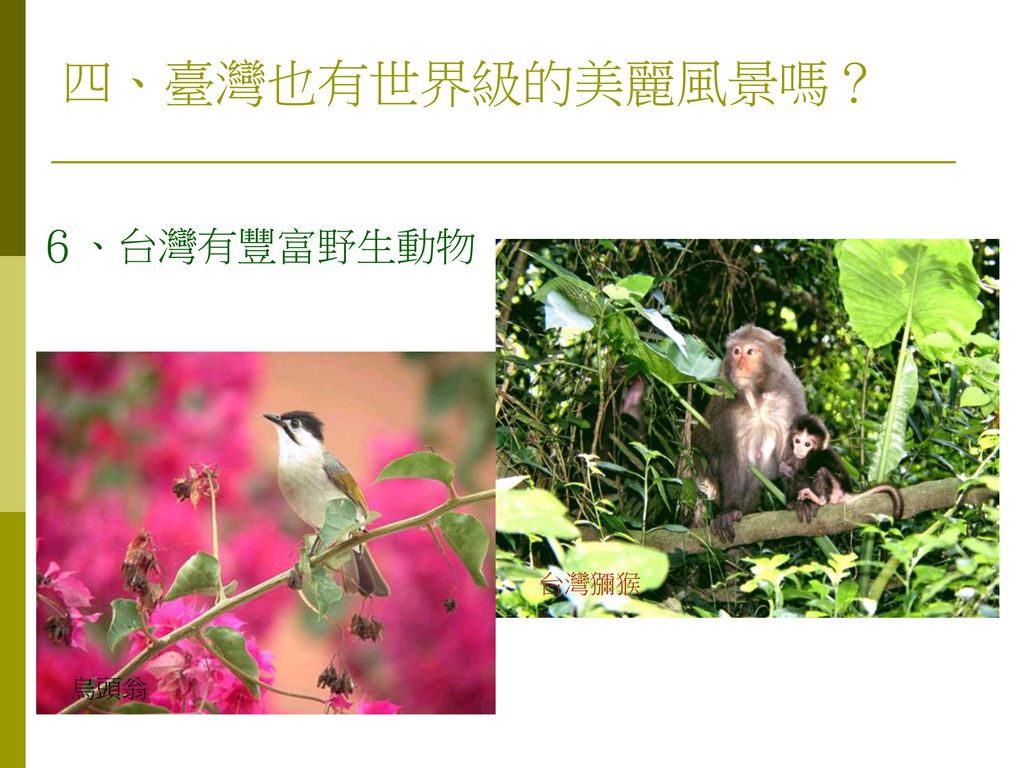 四、臺灣也有世界級的美麗風景嗎？ ６、台灣有豐富野生動物 台灣獼猴 烏頭翁