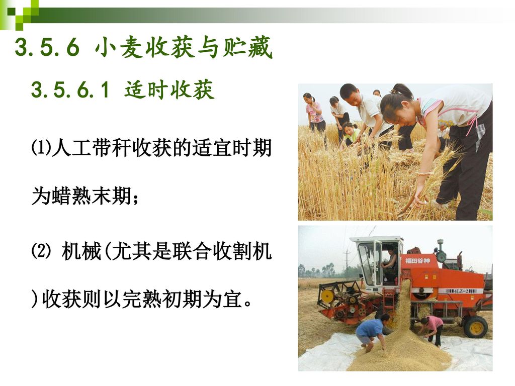 3.5.6 小麦收获与贮藏 适时收获 ⑴人工带秆收获的适宜时期为蜡熟末期；
