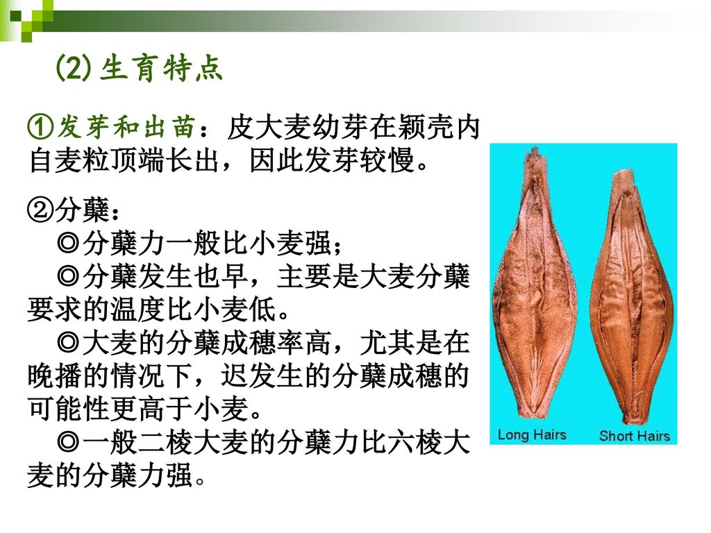 (2)生育特点 ①发芽和出苗：皮大麦幼芽在颖壳内自麦粒顶端长出，因此发芽较慢。