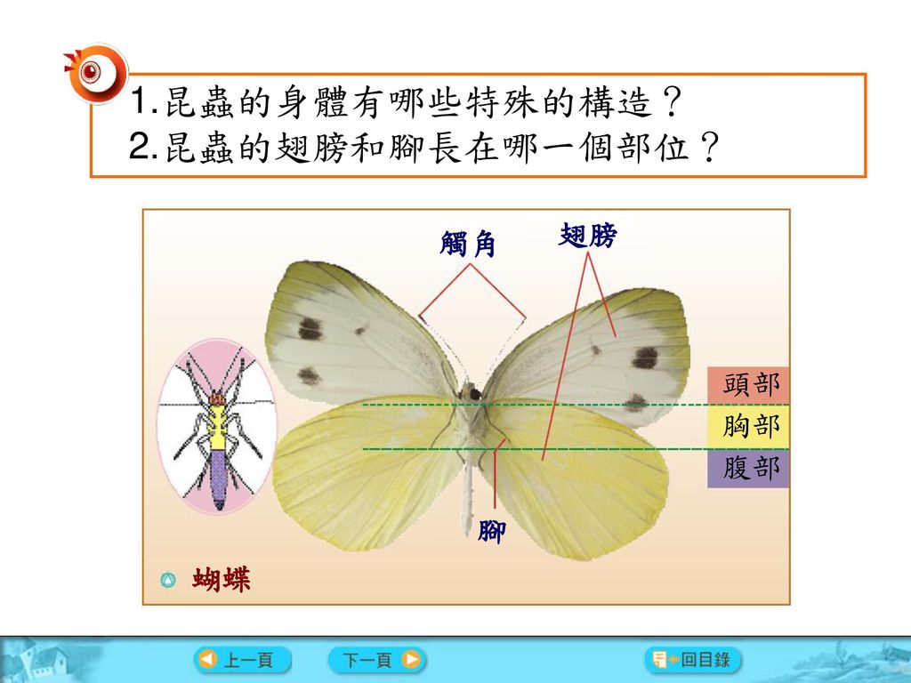 1.昆蟲的身體有哪些特殊的構造？ 2.昆蟲的翅膀和腳長在哪一個部位？ 翅膀 觸角 頭部 胸部 腹部 腳 蝴蝶